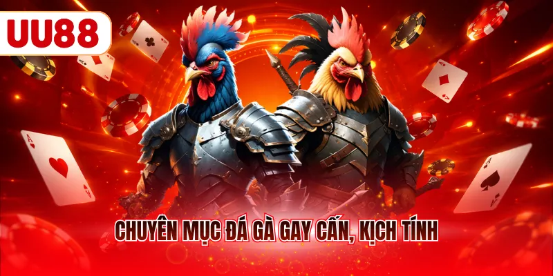 Chuyên mục đá gà gay cấn, kịch tính