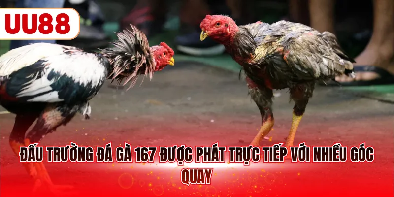 Đấu trường đá gà 167 được phát trực tiếp với nhiều góc quay