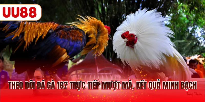 Theo dõi đá gà 167 trực tiếp mượt mà, kết quả minh bạch