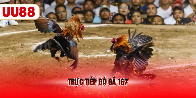 trực tiếp đá gà 167