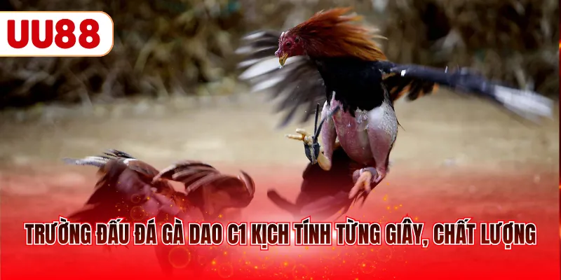 Trường đấu đá gà dao C1 kịch tính từng giây, chất lượng