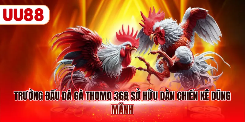 Trường đấu đá gà Thomo 368 sở hữu dàn chiến kê dũng mãnh